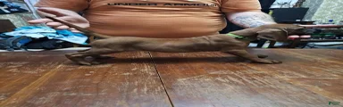 Redbone Coonhound 10(lt grn neon)