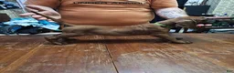 Redbone Coonhound dogs for sale: Redbone Coonhound 10(lt grn neon) - Ad 1