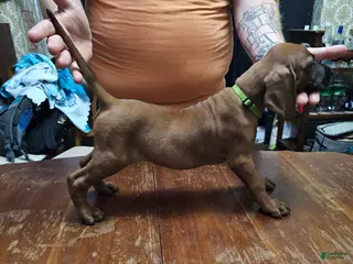 Redbone Coonhound dogs Redbone Coonhound 10(lt grn neon) - Ad 36