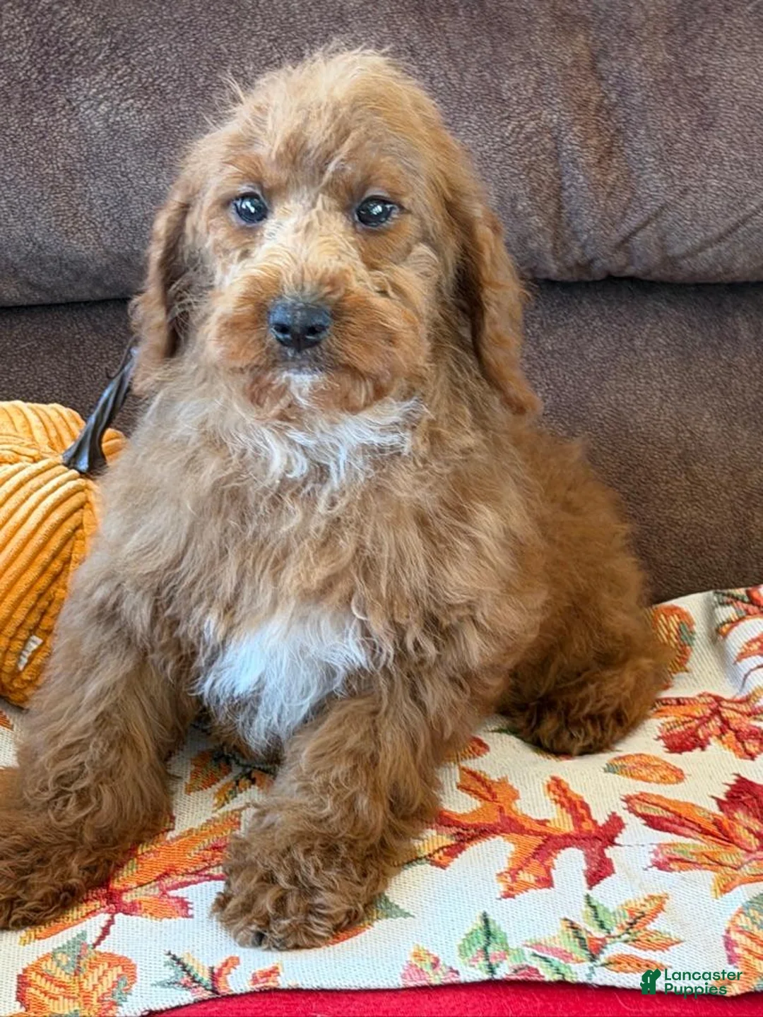 Labradoodle dogs for sale: Piper - Ad 1