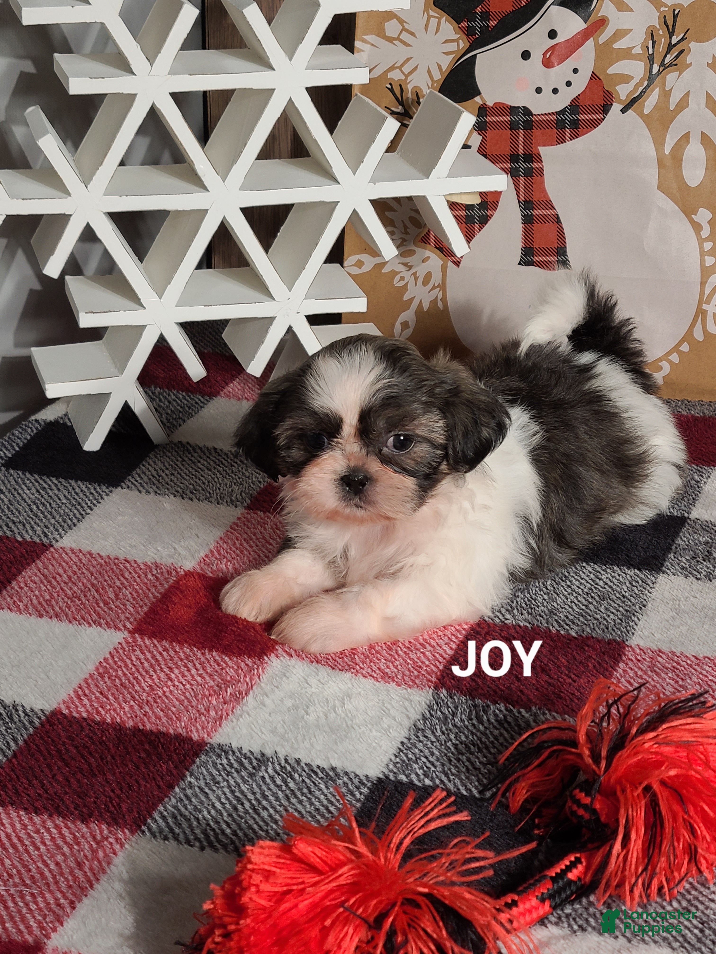 Shih Tzu dogs Joy  - Ad 8