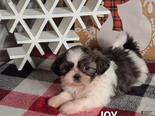 Shih Tzu dogs Joy - Ad 8