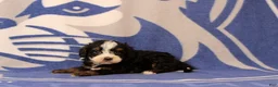 Mini Bernedoodle dogs for sale: Ensley - Ad 3