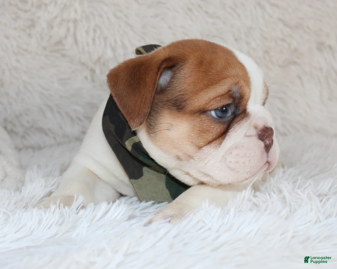 English Bulldog dogs for sale: AKC Ozzy - Ad 3