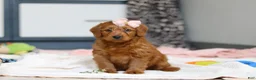 Labradoodle dogs for sale: Sandy - Ad 4