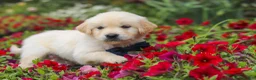 Golden Retriever dogs for sale: Burnell - Ad 15