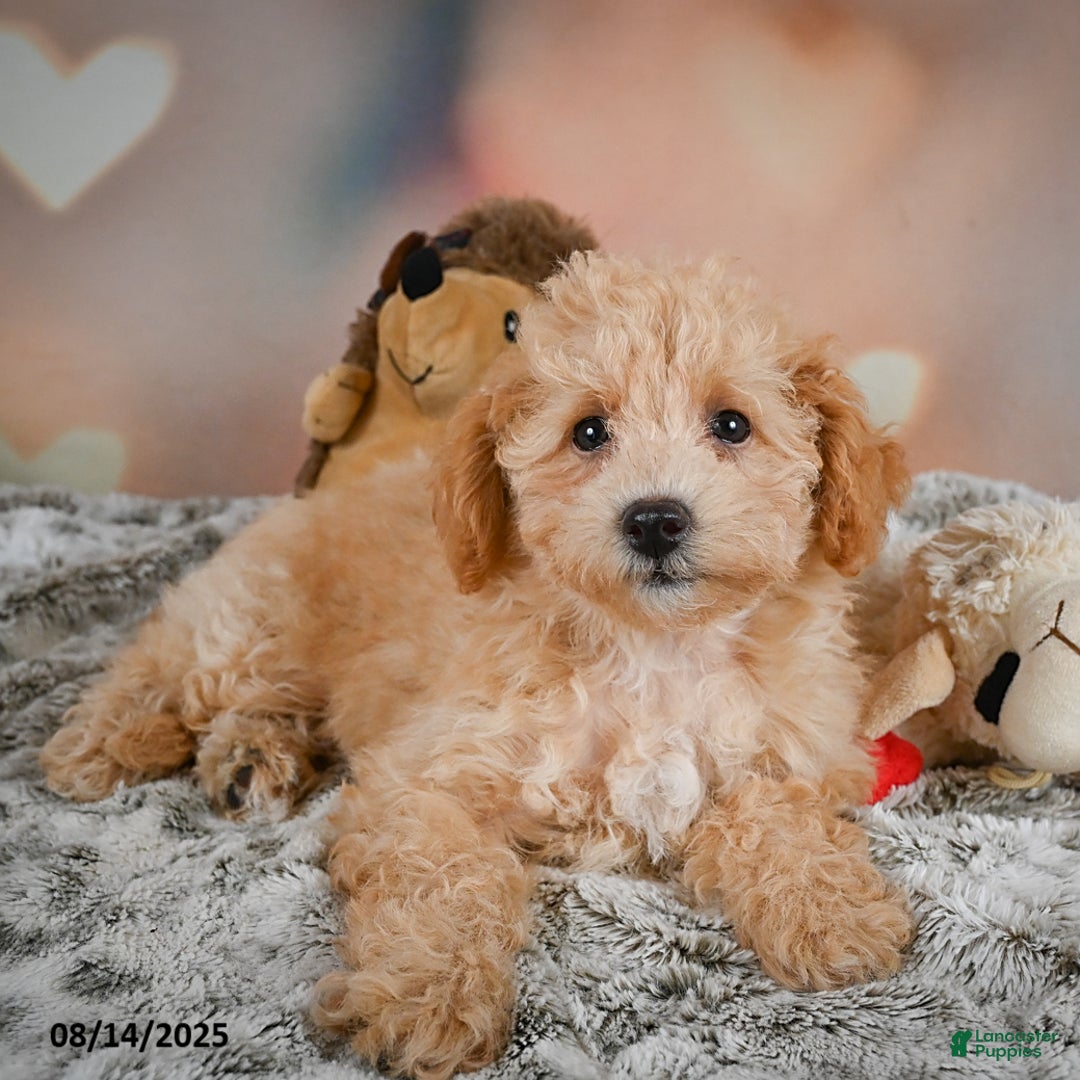 Bichpoo dogs for sale: Jenny - Ad 4