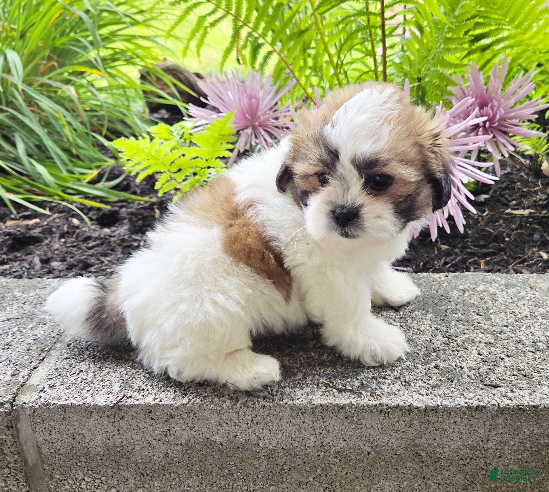 Teddy Bear dogs Shelly - Ad 2