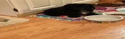 Yorkiepoo dogs for sale: Yorkiepoo 2 - Ad 5
