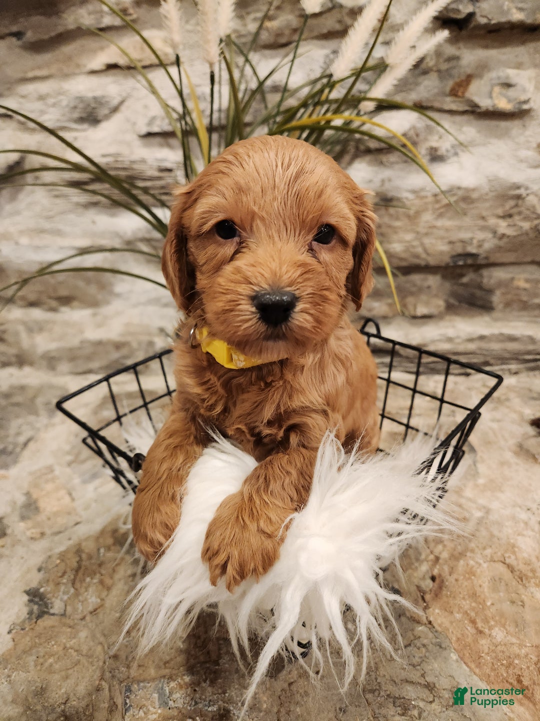Mini Goldendoodle dogs for sale: JESSA - MINI GOLDENDOODLE LOVELY PUPPY (RICHLAND, PA) - F1BB - Ad 8