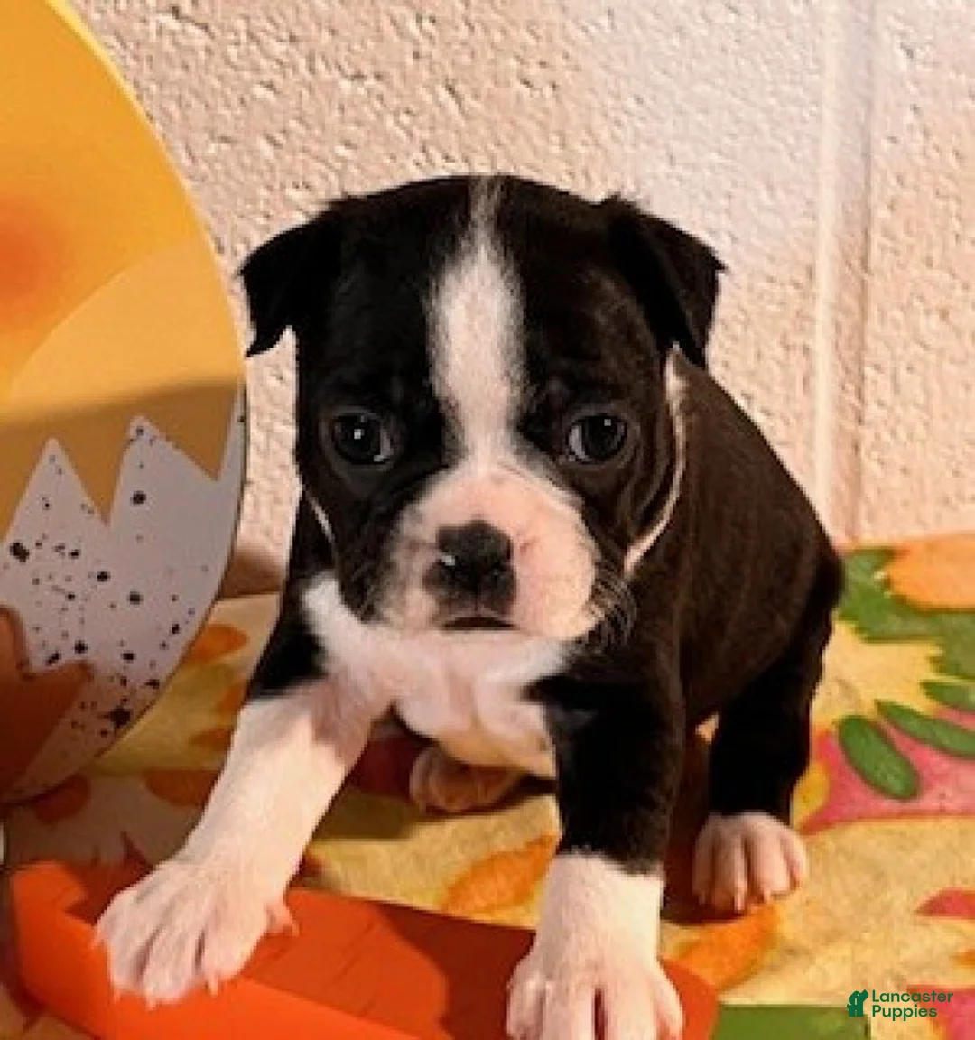 Boston Terrier dogs for sale: Bambi - Ad 2