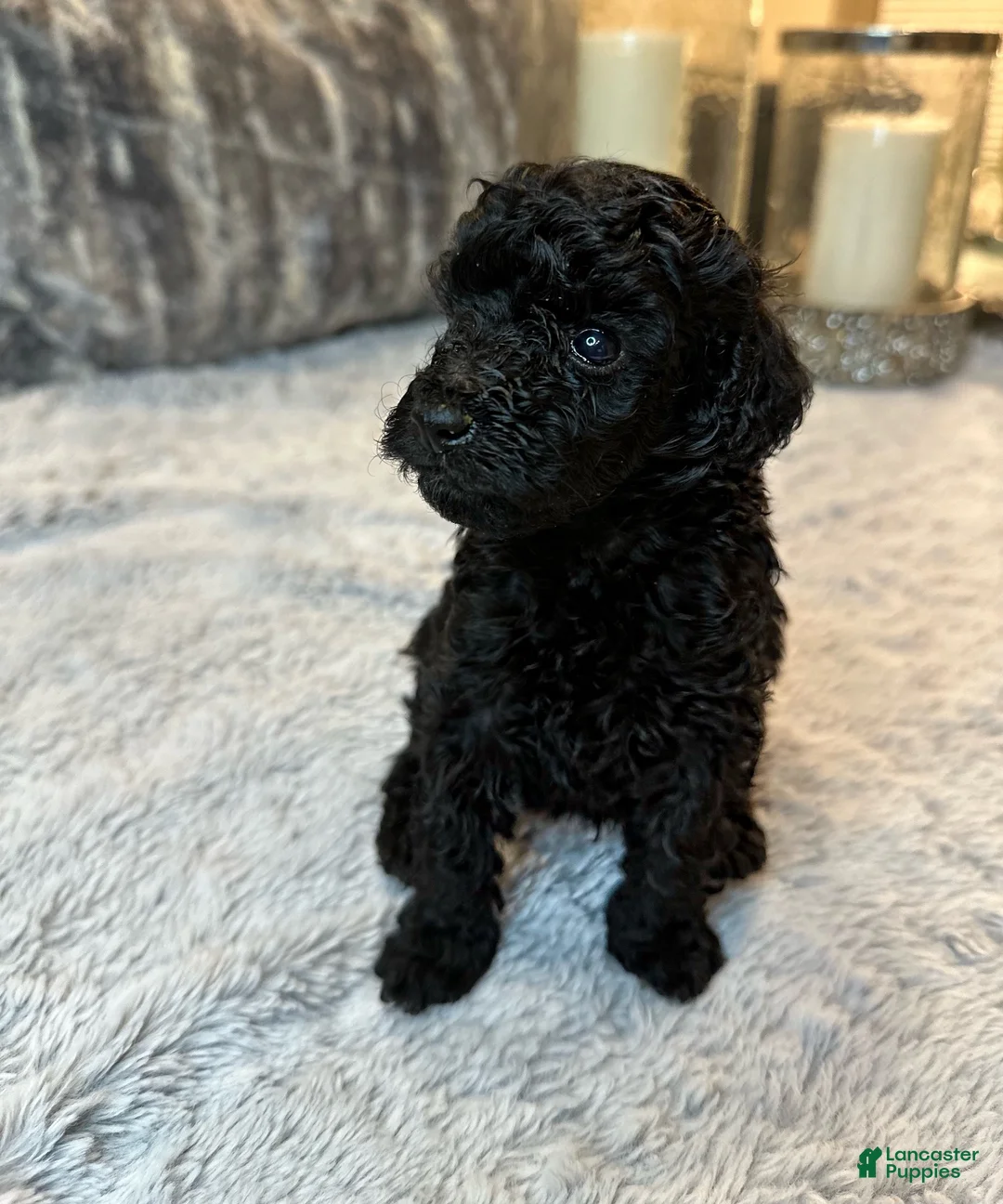 Toy Poodle dogs for sale: Toy Poodle 3 - Ad 2