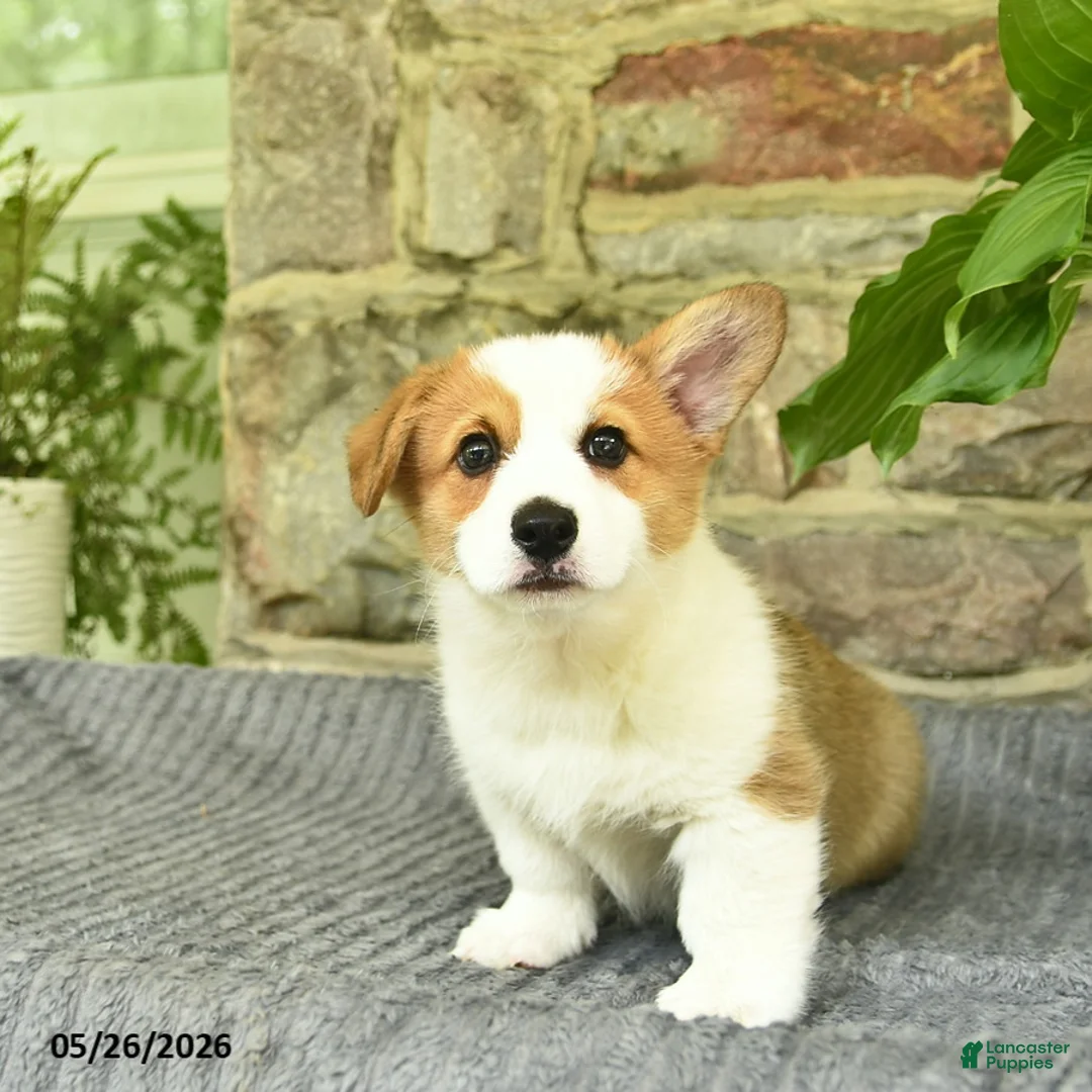 Welsh Corgi Pembroke dogs for sale: Bambi  - Ad 2