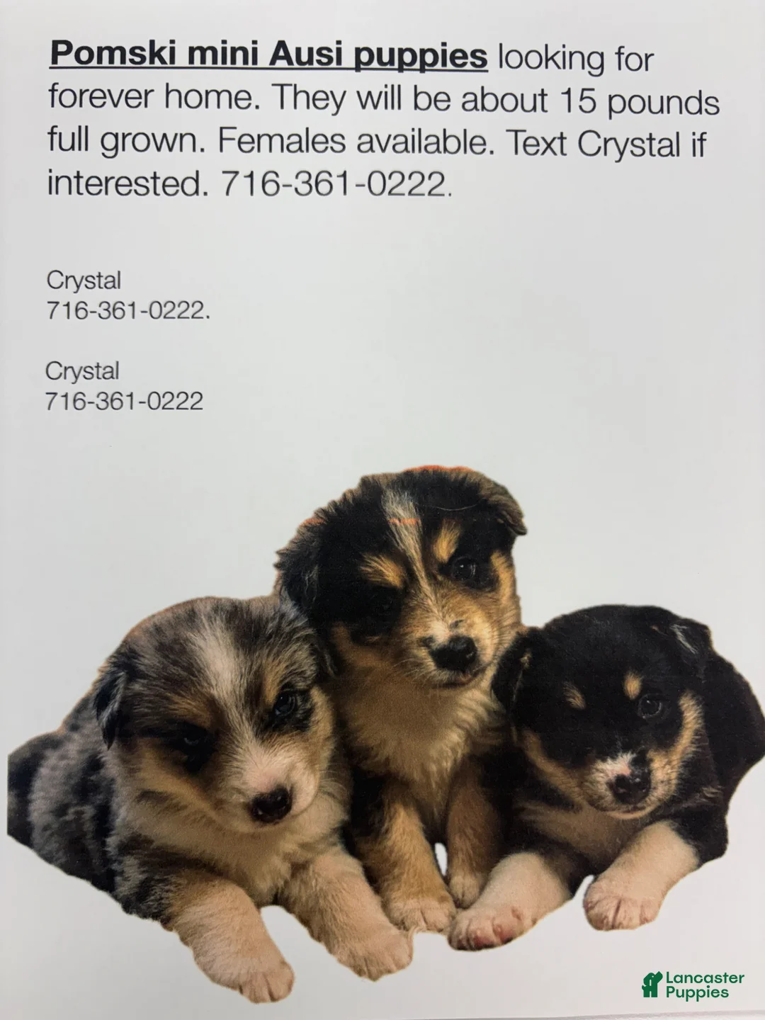 Pomsky dogs for sale: Pomsky Puppy 1 - Ad 2