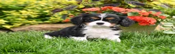 Cavalier King Charles Spaniel dogs for sale: Winston - Ad 2
