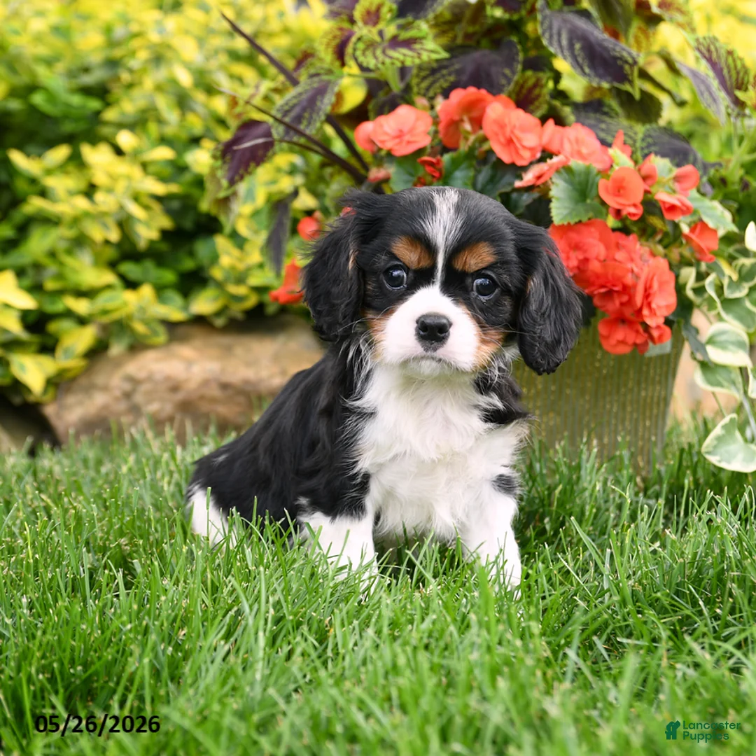 Cavalier King Charles Spaniel dogs for sale: Winston - Ad 2