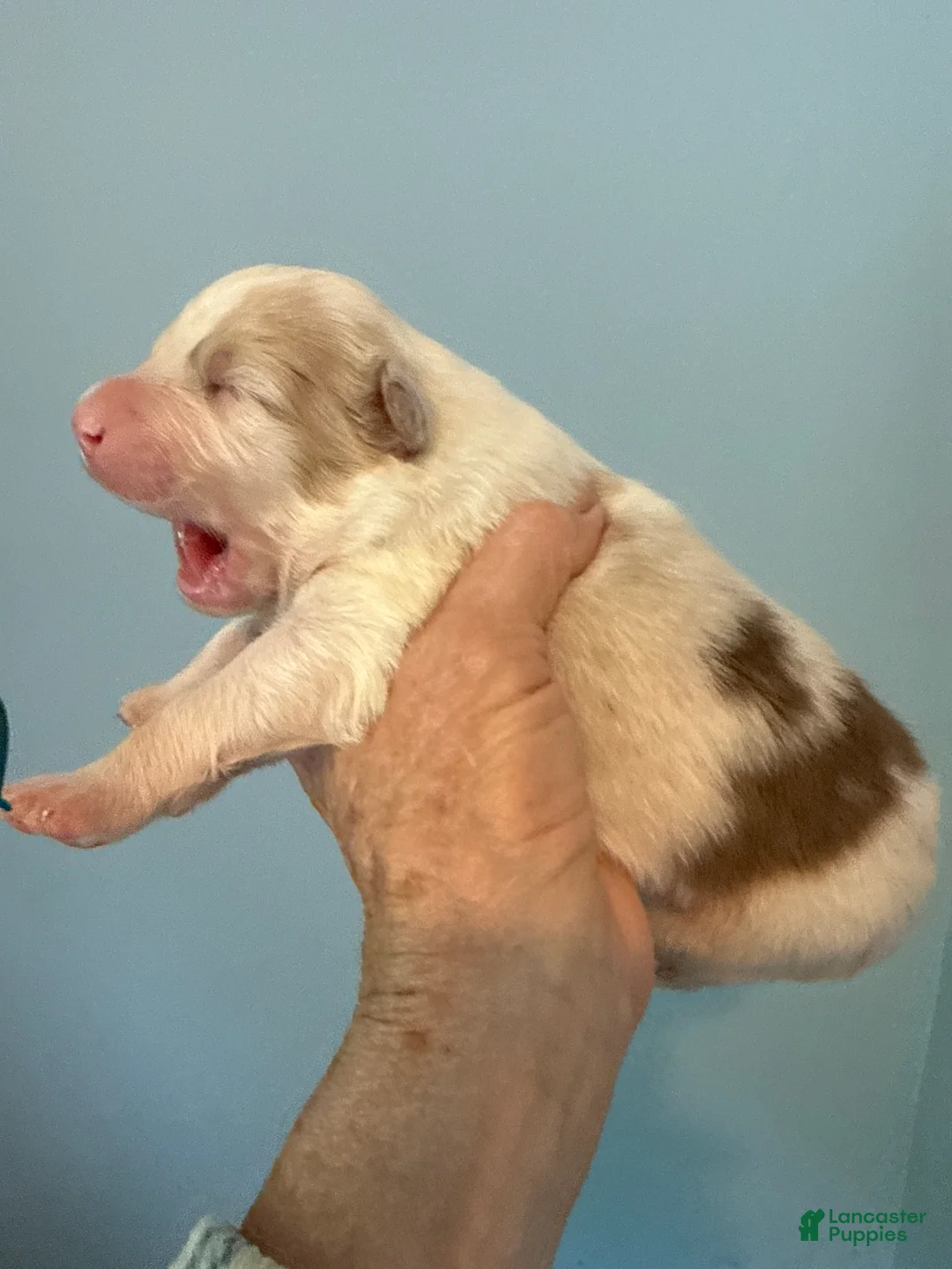 Australian Shepherd dogs for sale: Australian Shepherd Puppy 3 - Ad 2