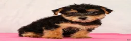 Yorkiepoo dogs for sale: Milo - Ad 6