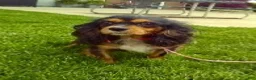 Cavapoo dogs for sale: Monica 104872 - Ad 8