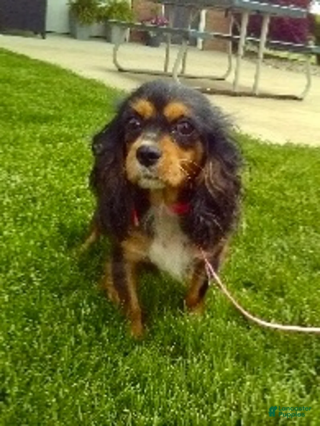 Cavapoo dogs for sale: Monica 104872 - Ad 8