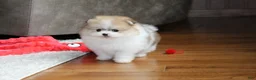Pomeranian dogs for sale: Teacup Preston - Ad 5