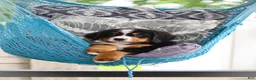 Bernese Mountain Dog dogs for sale: Caleb - Ad 4