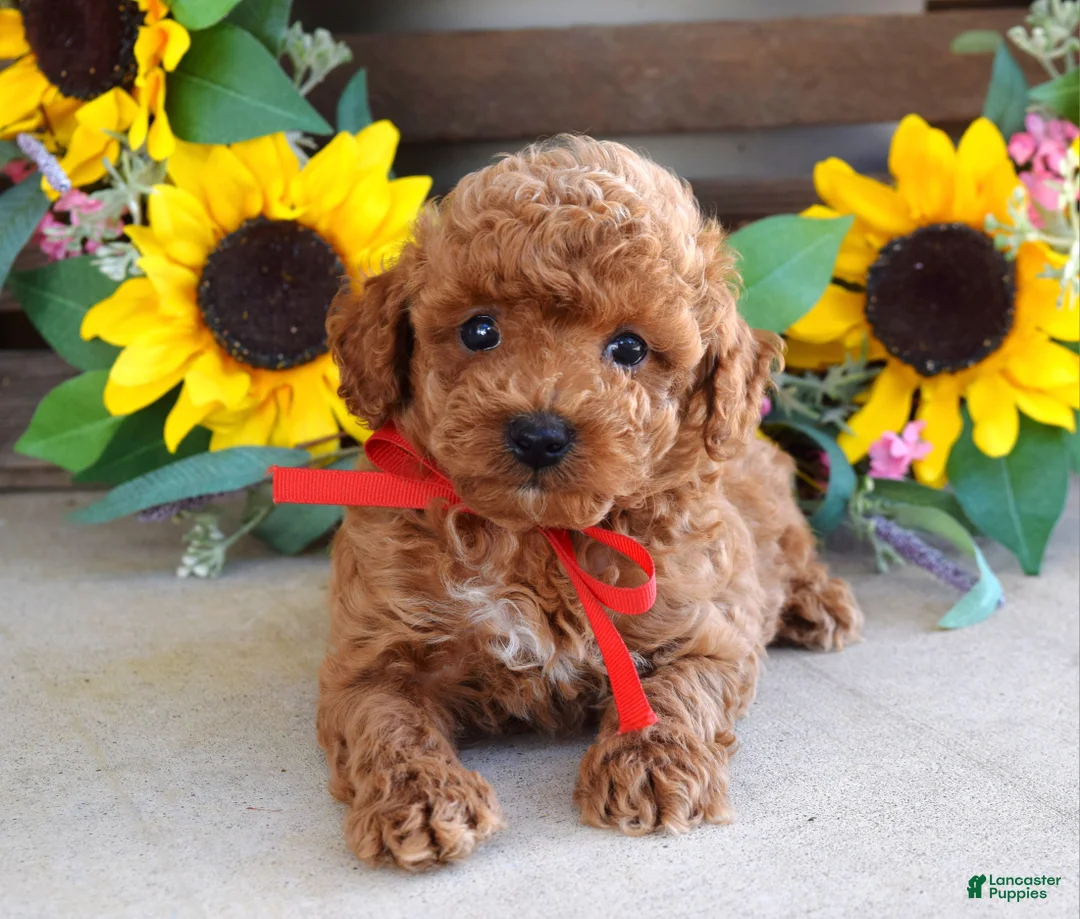 Toy Poodle dogs for sale: Preston - Ad 9