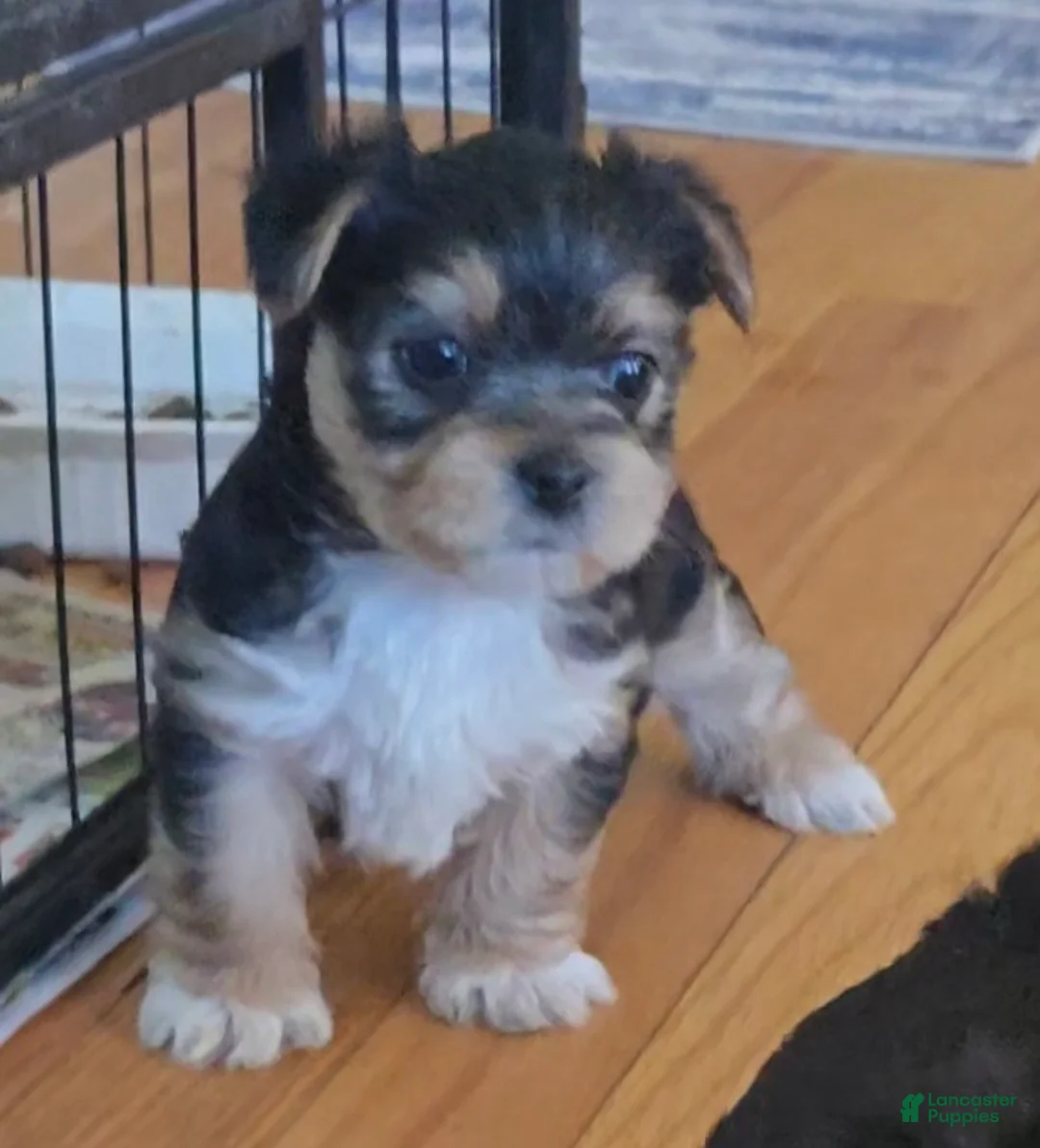 Shorkie dogs for sale: Shorkie Puppy 1 - Ad 1