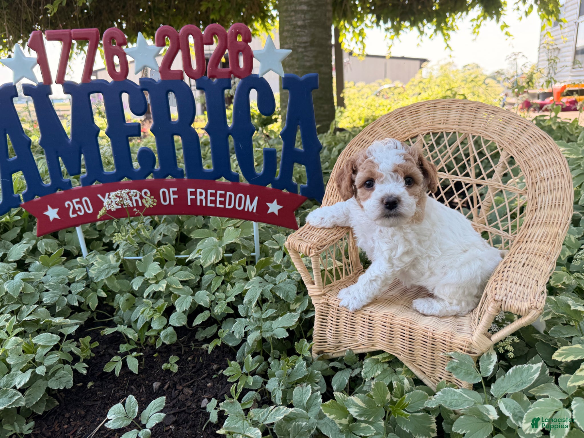 Cockapoo dogs Daisy  - Ad 2