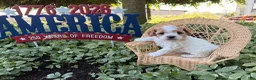 Cockapoo dogs for sale: Daisy  - Ad 2