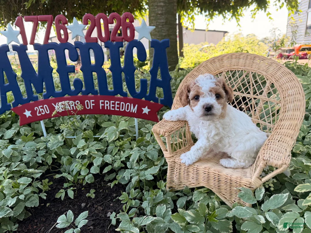 Cockapoo dogs for sale: Daisy  - Ad 2
