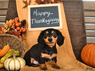 Miniature Dachshund dogs Wilbur - Ad 22