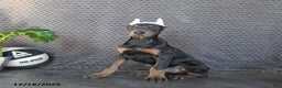 Doberman Pinscher dogs for sale: Zodo - Ad 4