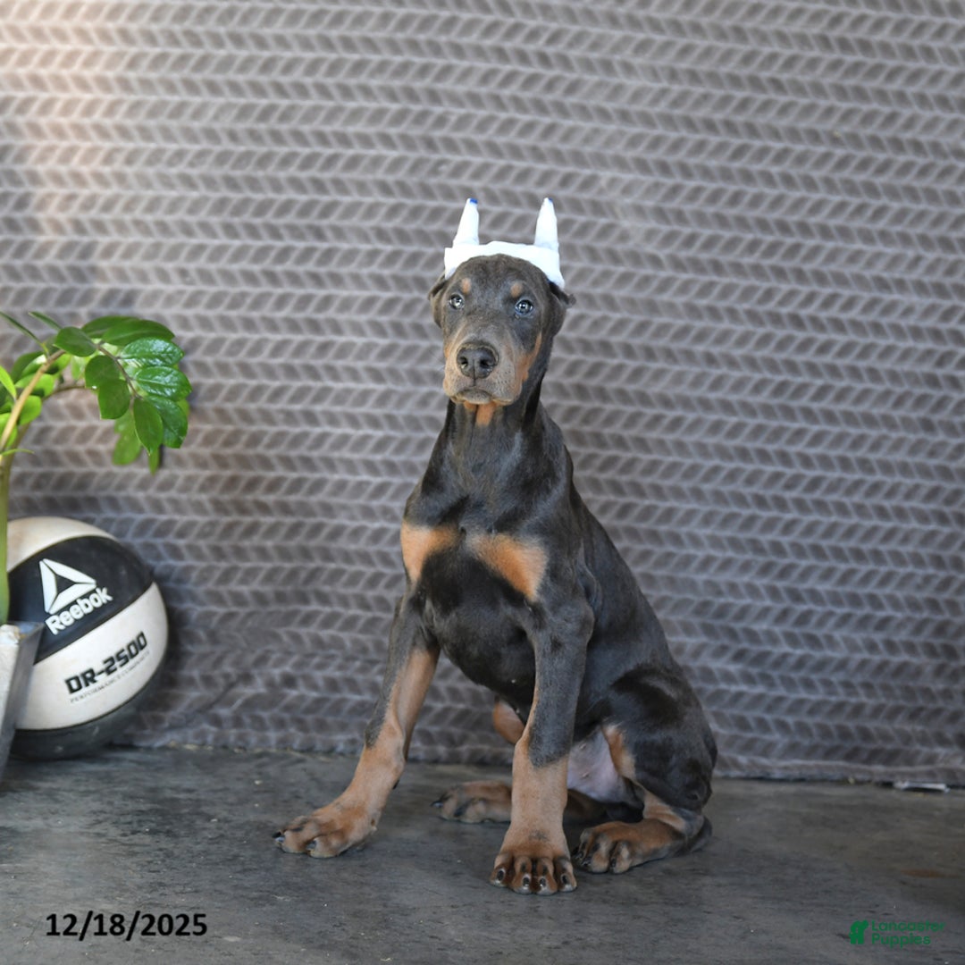 Doberman Pinscher dogs for sale: Zodo - Ad 4