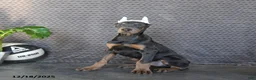 Doberman Pinscher dogs for sale: Zodo - Ad 4