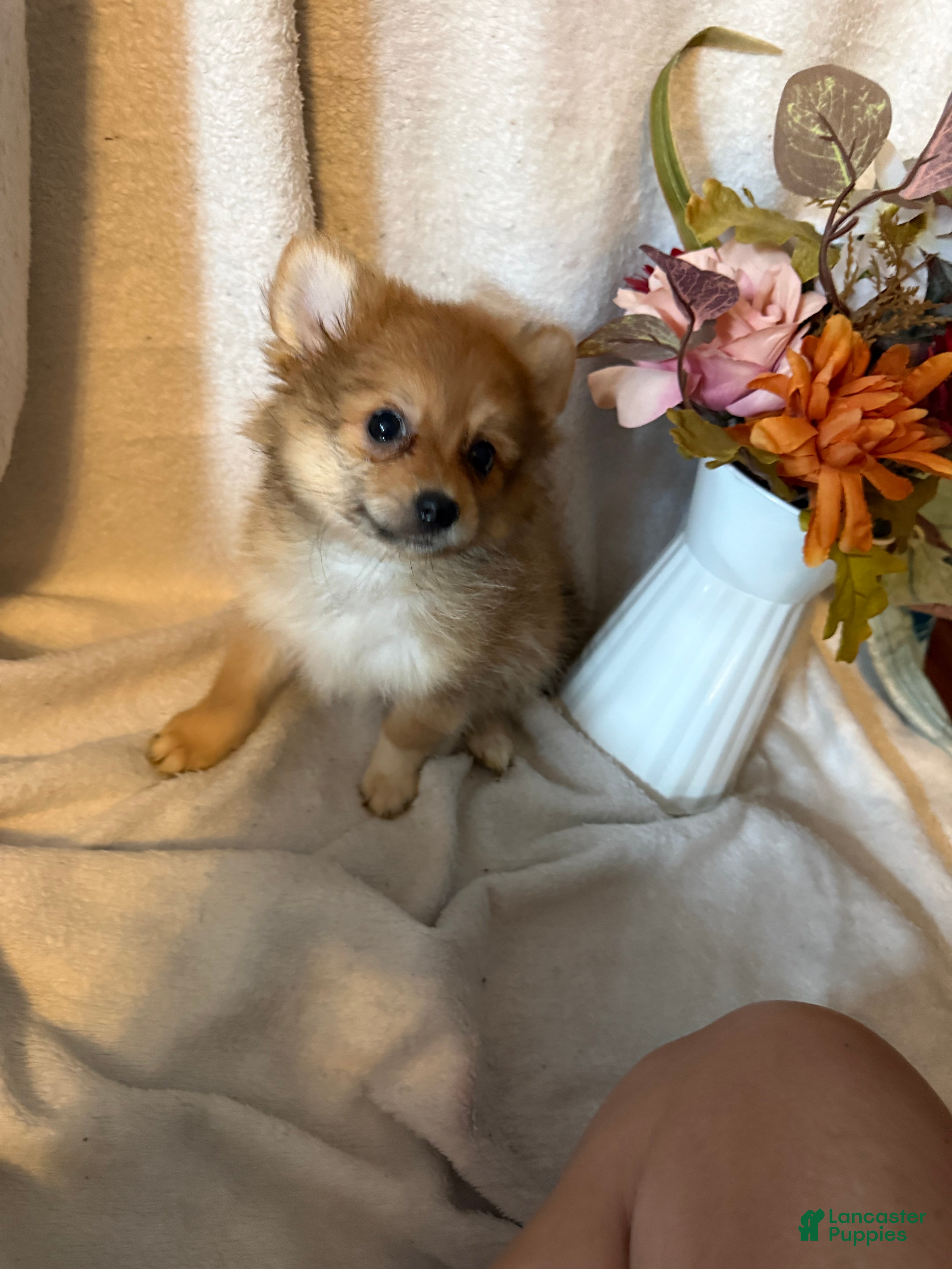 Pomeranian dogs Bambi - Ad 1