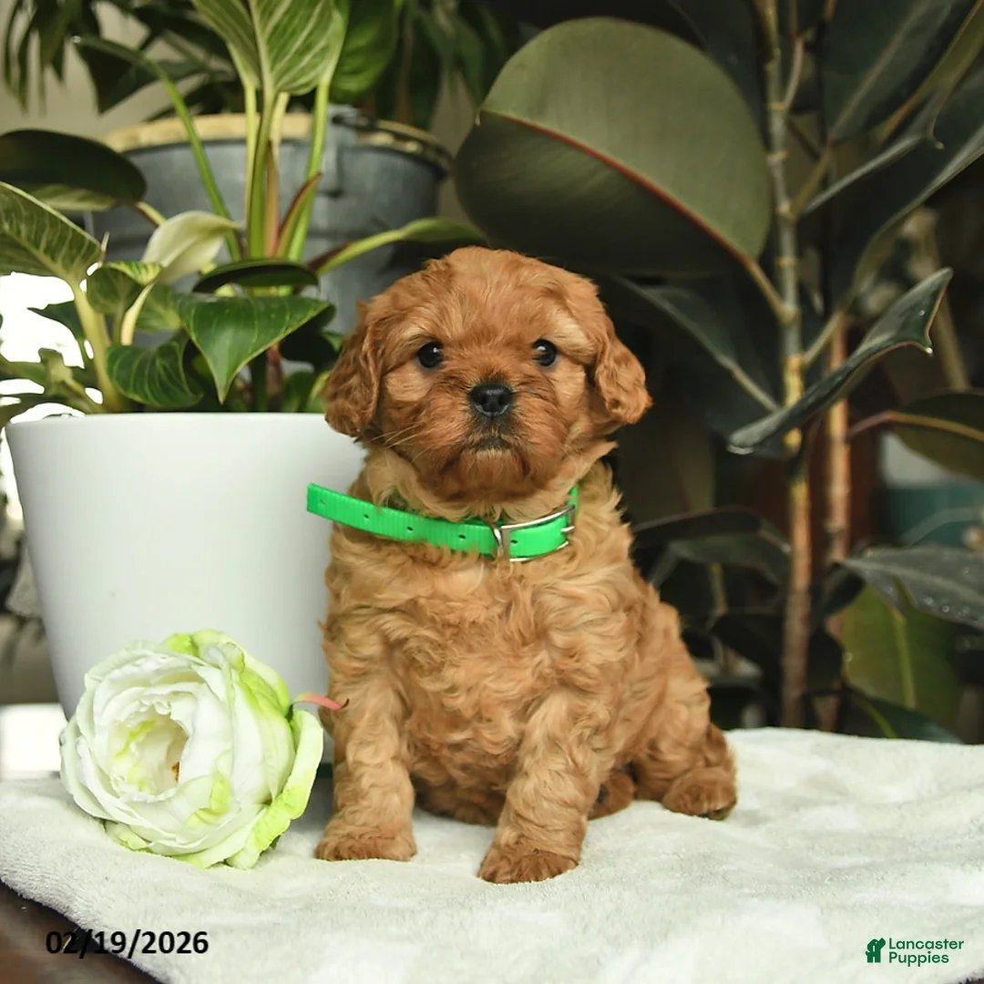 Cavapoo dogs for sale: Michelle  - Ad 1