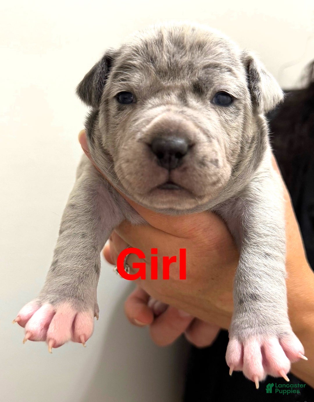 American Bully dogs for sale: "LIL KIM" - Ad 4