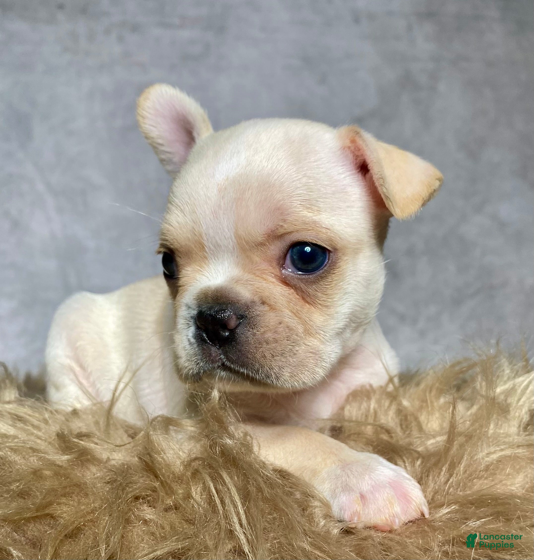Frenchton dogs Mr. Charlie  - Ad 1
