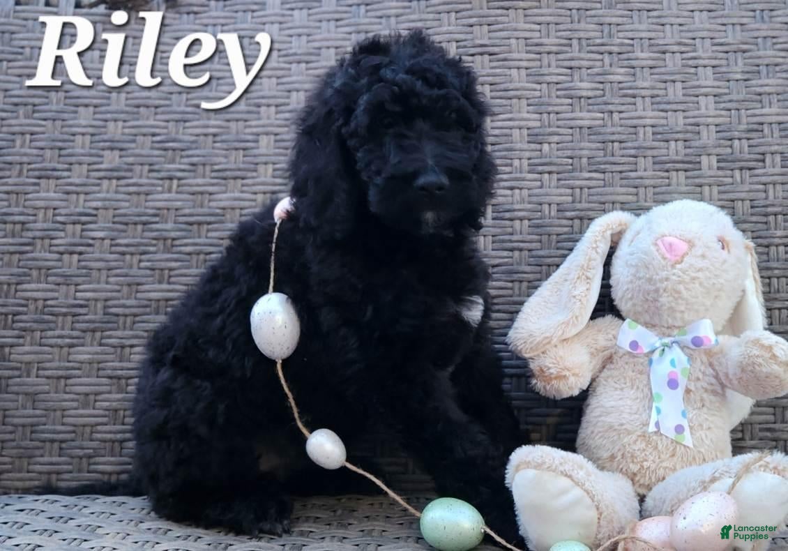 Labradoodle dogs Riley - Ad 40