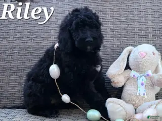 Labradoodle dogs for sale: Riley - Ad 2