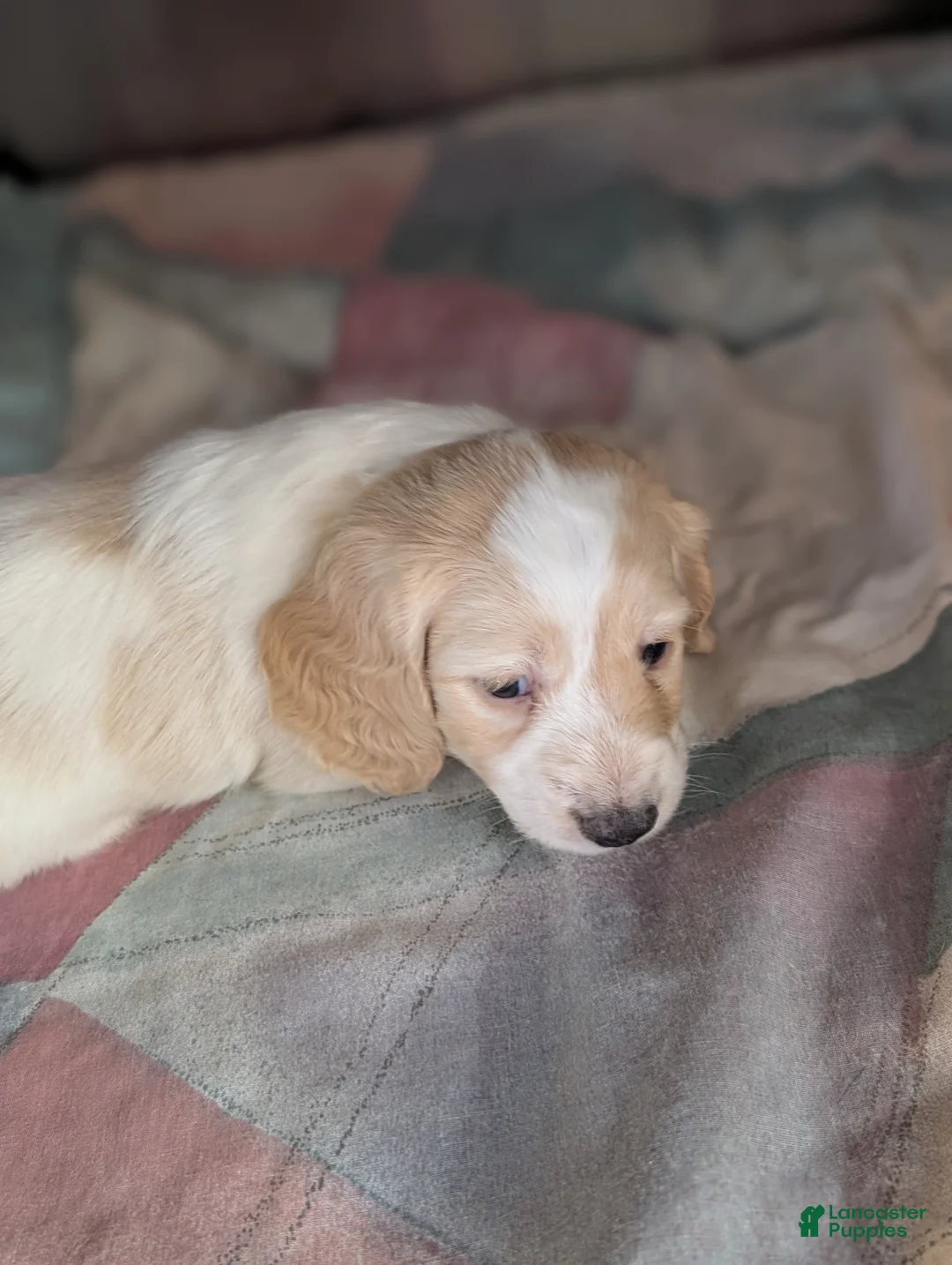 Miniature Dachshund dogs for sale: Miniature Dachshund Puppy 1 - Ad 10