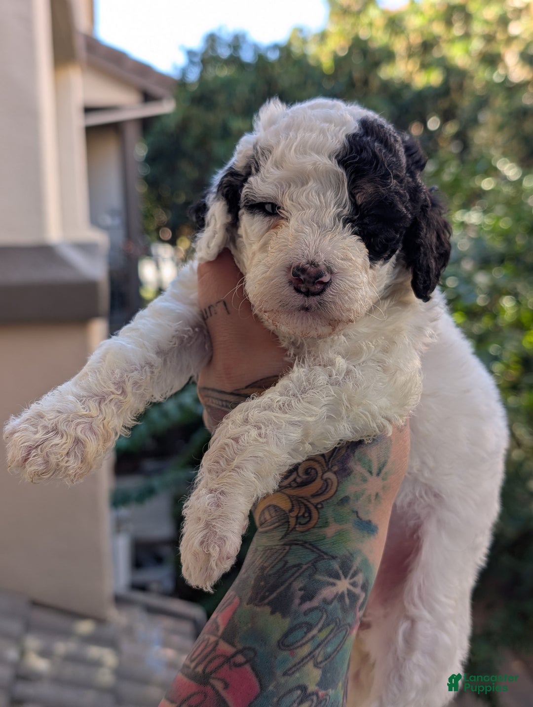 Mixed Breed dogs for sale: MAKI - Ad 5