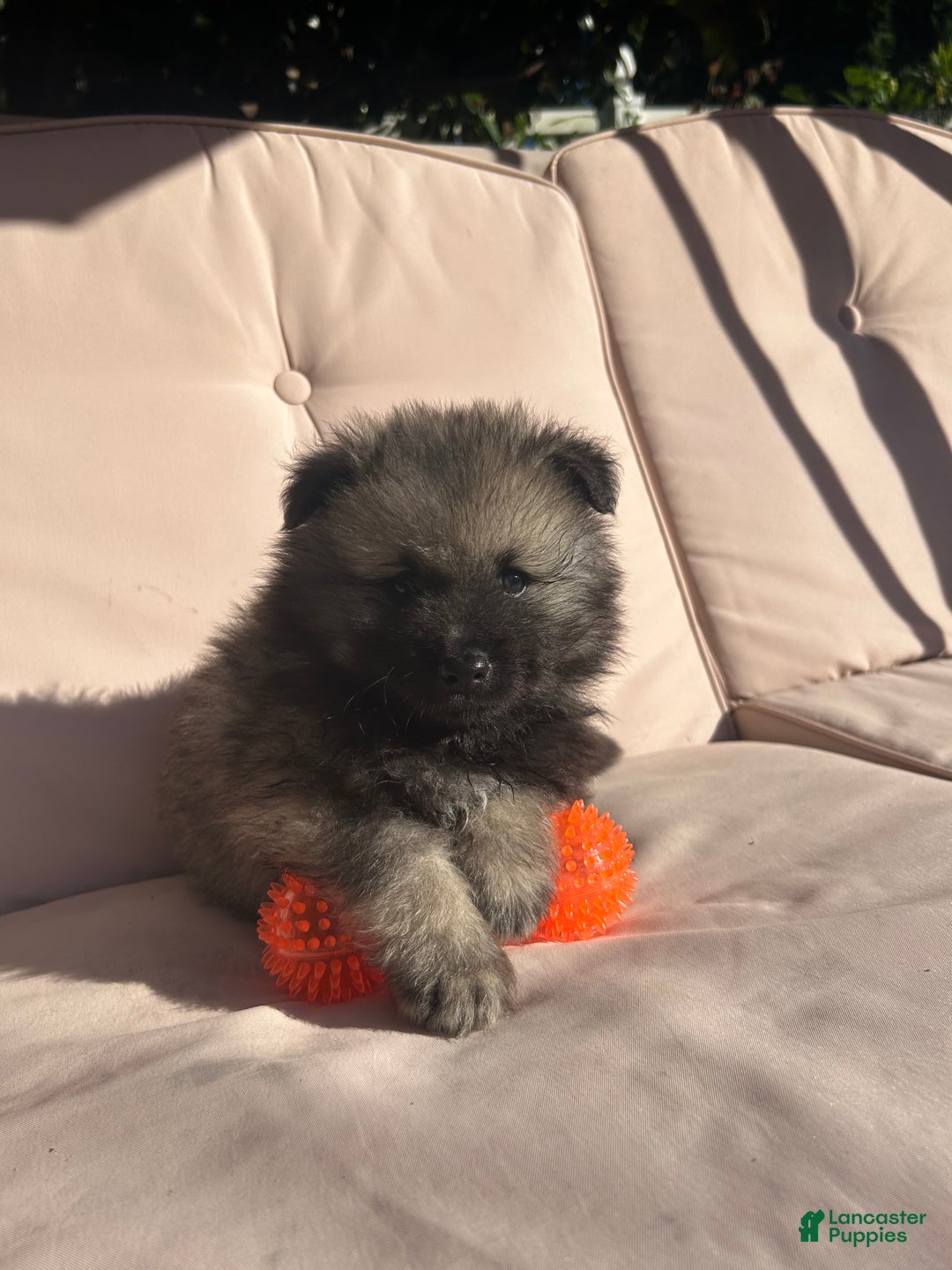 Keeshond dogs for sale: Buddy - Ad 6