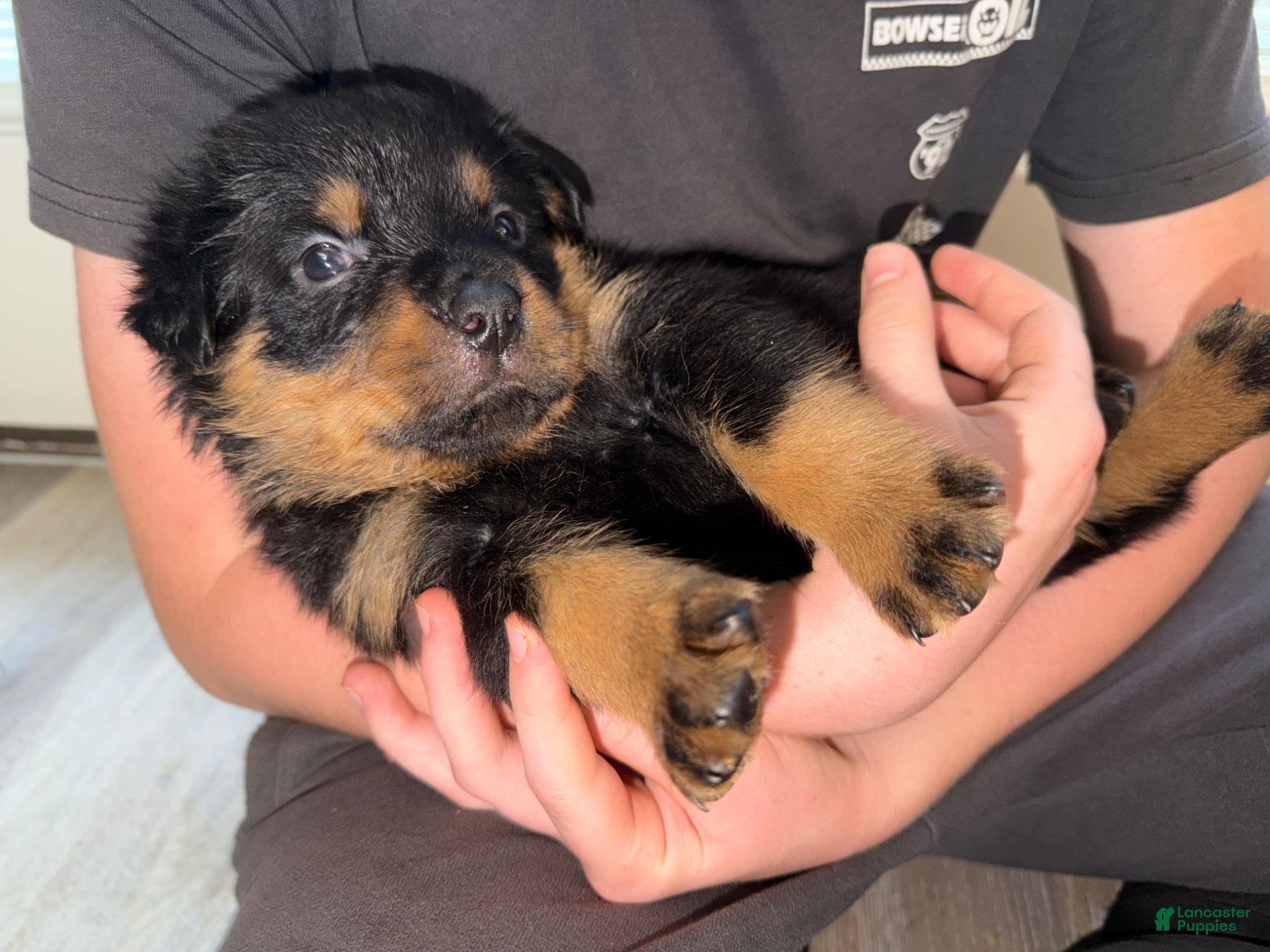 Rottweiler dogs for sale: Rottweiler Puppy 6 - Ad 4