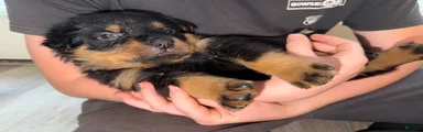 Rottweiler Puppy 6