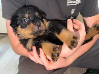 Rottweiler dogs for sale: Rottweiler Puppy 6 - Ad 4