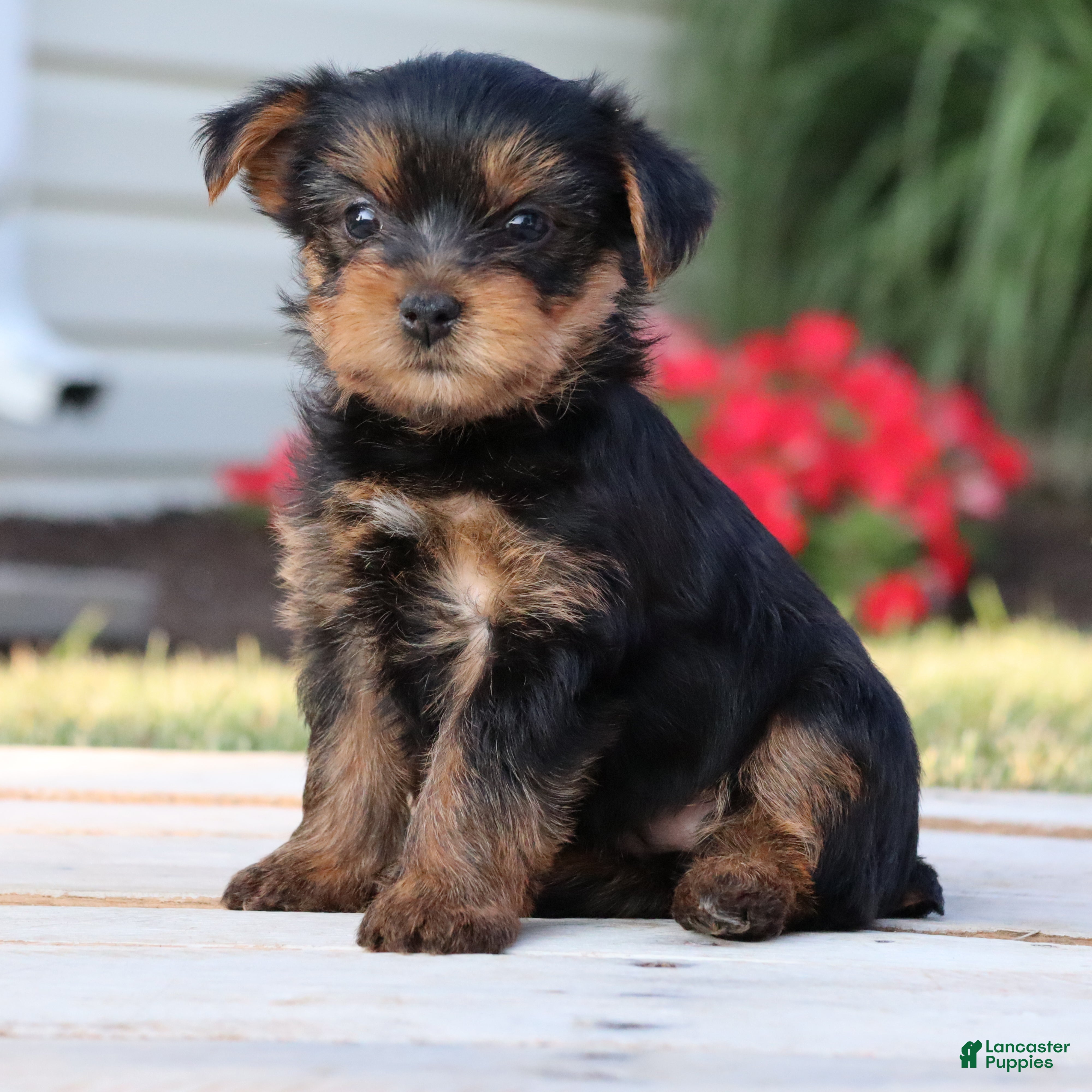 Yorkshire Terrier dogs Java - Ad 2