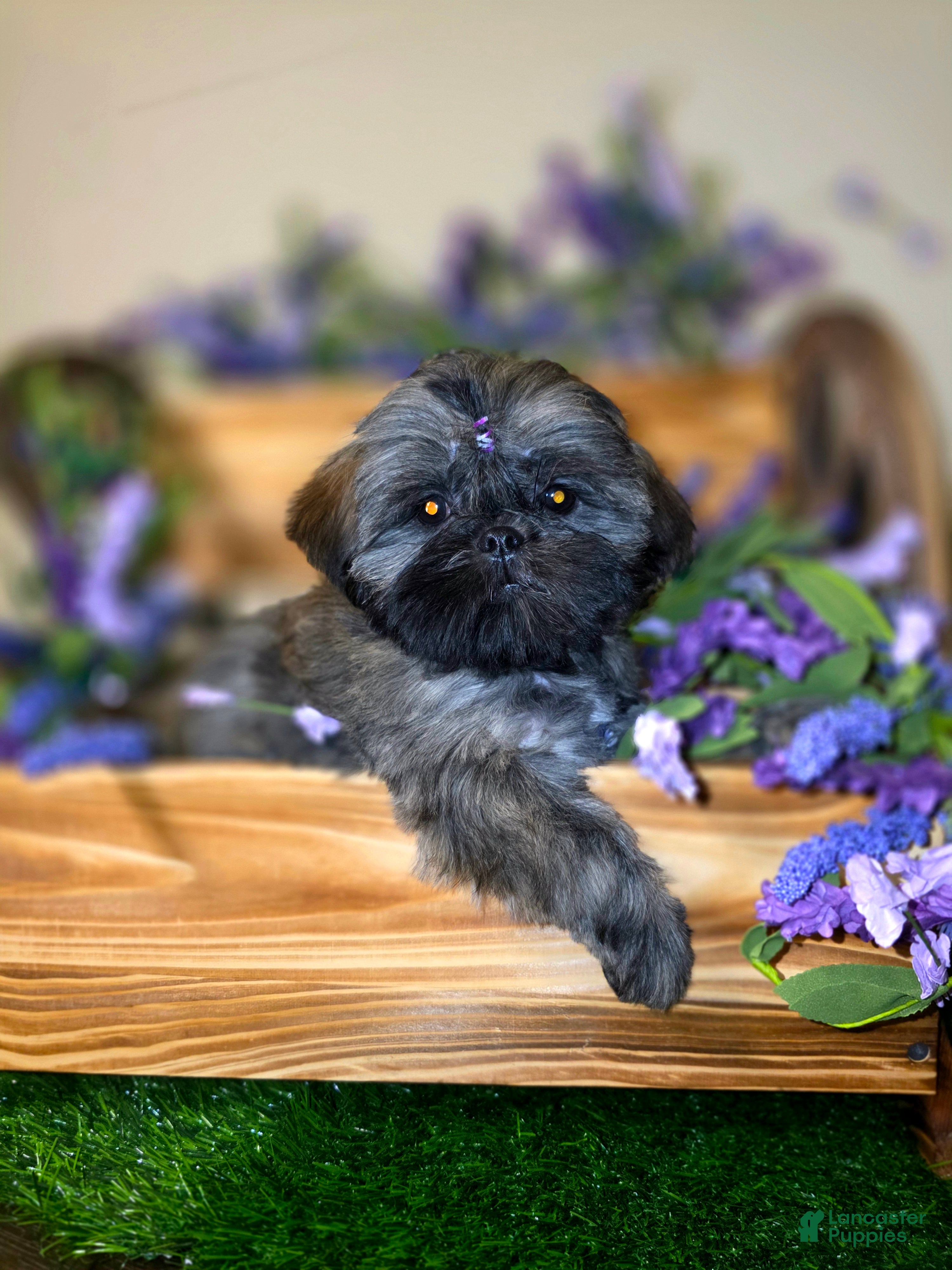 Shih Tzu dogs Cinnamon  - Ad 16