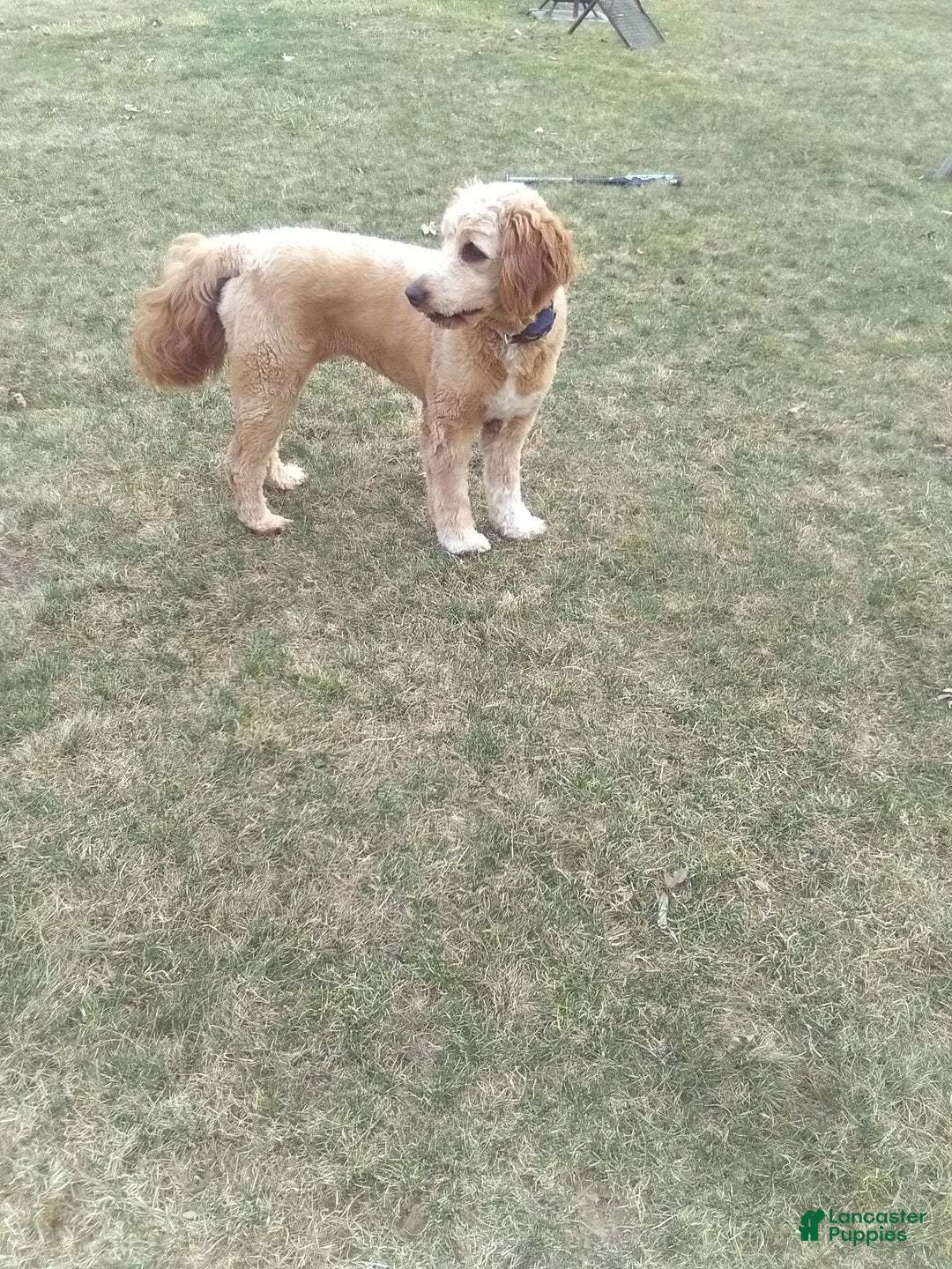 Goldendoodle dogs for sale: Bingo  - Ad 7